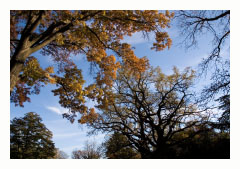 branches sky